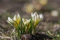 Bouquet of flowering crocus vernus light yellow white violet plants, group of colorful early spring flowers in bloom Royalty Free Stock Photo