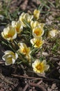 Bouquet of flowering crocus vernus light yellow white violet plants, group of colorful early spring flowers in bloom Royalty Free Stock Photo