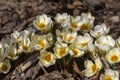 Bouquet of flowering crocus vernus light yellow white violet plants, group of colorful early spring flowers in bloom Royalty Free Stock Photo