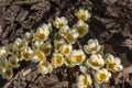 Bouquet of flowering crocus vernus light yellow white violet plants, group of colorful early spring flowers in bloom Royalty Free Stock Photo