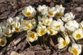 Bouquet of flowering crocus vernus light yellow white violet plants, group of colorful early spring flowers in bloom Royalty Free Stock Photo