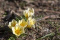 Bouquet of flowering crocus vernus light yellow white violet plants, group of colorful early spring flowers in bloom Royalty Free Stock Photo