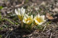 Bouquet of flowering crocus vernus light yellow white violet plants, group of colorful early spring flowers in bloom Royalty Free Stock Photo