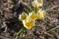 Bouquet of flowering crocus vernus light yellow white violet plants, group of colorful early spring flowers in bloom Royalty Free Stock Photo