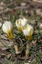 Bouquet of flowering crocus vernus light yellow white violet plants, group of colorful early spring flowers in bloom Royalty Free Stock Photo