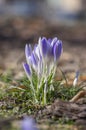 Bouquet of flowering crocus vernus Lilac Beauty light white violet plants, group of colorful early spring flowers in bloom Royalty Free Stock Photo