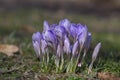 Bouquet of flowering crocus vernus Lilac Beauty light white violet plants, group of colorful early spring flowers in bloom Royalty Free Stock Photo