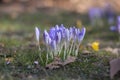 Bouquet of flowering crocus vernus Lilac Beauty light white violet plants, group of colorful early spring flowers in bloom Royalty Free Stock Photo