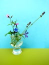 Bouquet of flowering weeds harvested in early June. Creeping phlox, Periwinkle, Lavender, Herb Robert and Lithodora diff Royalty Free Stock Photo