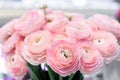 A bouquet of flowering ranunculus pink on a light background. Rich buttercup buds.