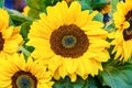 Bouquet of flowering sunflowers Royalty Free Stock Photo