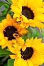 Bouquet of flowering sunflowers Royalty Free Stock Photo