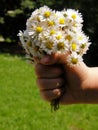 Bouquet of flowers