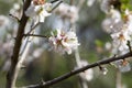 Bouquet of flowers of almond tree