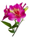 bouquet of flowers. Alstroemeria. Bouquet of flowers Alstroemeria. Flowers Alstroemeria. Bouquet of alstroemeria flowers isolated Royalty Free Stock Photo