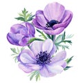 Bouquet flowers, anemones isolated on white background. Watercolor illustration.