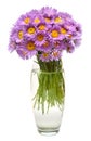 Bouquet of flowers asters alpine perennial pink in vase isolated on white background Royalty Free Stock Photo