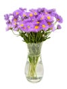 Bouquet of flowers asters alpine perennial pink in vase isolated on white background Royalty Free Stock Photo