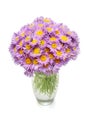 Bouquet of flowers asters alpine perennial pink in vase isolated on white background Royalty Free Stock Photo