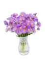Bouquet of flowers asters alpine perennial pink in vase isolated on white background Royalty Free Stock Photo