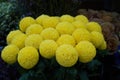 Bouquet of Flowers craspedia. Bright yellow balls in a florist shop. LOK