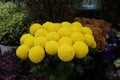 Bouquet of Flowers craspedia. Bright yellow balls in a florist shop. MNJ