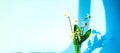 Bouquet of flowers of daffodils and lilies of the valley on blue background with sunny color and shadows. Summer equinox Royalty Free Stock Photo