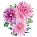 Bouquet of flowers dahlia, watercolor botanical illustration