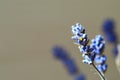 Bouquet of flowers. Fragrant beautiful blue lavender flowers blooming Royalty Free Stock Photo