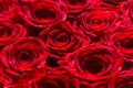 Bouquet of flowers, fresh red rose. Collage of red roses. A close up macro shot of a red rose. Flower shop. Red rose Royalty Free Stock Photo