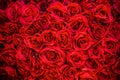 Bouquet of flowers: fresh red roses for backgrounds