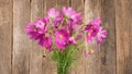 Bouquet of flowers Kosmeya. Flower Cosmeya or flower cosmos.