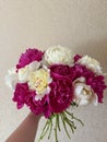 Bouquet of flowers of Medicinal Peony Paeonia officinalis. Medicinal peony close-up