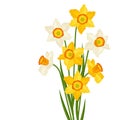 Bouquet of flowers narcissus on white background