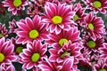 Bouquet of flowers with petals of pink color with a white finish and a yellow heart