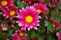 Bouquet of flowers with petals of pink color with a white finish and a yellow heart Royalty Free Stock Photo