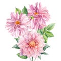 Bouquet of flowers, pink dahlias on an isolated white background, watercolor botanical painting Royalty Free Stock Photo