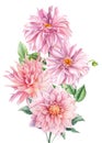 Bouquet of flowers, pink dahlias on an isolated white background, watercolor botanical painting Royalty Free Stock Photo