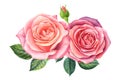 Bouquet of flowers pink roses, isolated white background. Watercolor delicate flowers Royalty Free Stock Photo