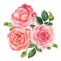 Bouquet of flowers pink roses, isolated white background. Watercolor delicate flowers Royalty Free Stock Photo