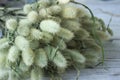 Bouquet of flowers plucked - fluffy plants on white wooden background