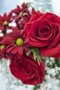 Bouquet of flowers. red roses and red daisies Royalty Free Stock Photo