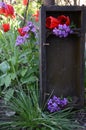 Bouquet of flowers,red tulips and lilac in the aged box.Green blossom garden and old rustic box.Rural mood of congratulation
