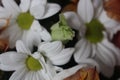 Bouquet of flowers. Roses,daisies, chrysanthemu