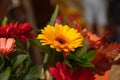 A bouquet of flowers, a sharp center and blurred edges main color is yellow Royalty Free Stock Photo