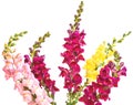 Bouquet of flowers `Snapdragon`