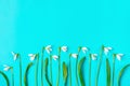 bouquet of flowers of snowdrops on blue background Flat lay Top view Holiday card Hello Spring concept Mock up Banner Royalty Free Stock Photo
