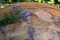 A bouquet of flowers on a tree stump on a sunny day. A bouquet of wildflowers lies on a cut of a large tree. Blue forget-me-nots Royalty Free Stock Photo