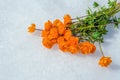 Bouquet of flowers Trollius asiaticus Royalty Free Stock Photo