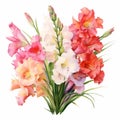 Colorful Gladiolus Bouquet: Detailed Watercolor In Naturalistic Botanical Art Style